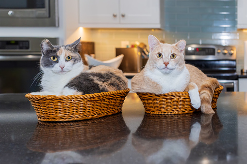 Two cat are relaxing in bread basket on a kitchen countertop