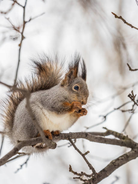 istock The squirrel with nut sits on tree in the winter or late autumn. 1431188413