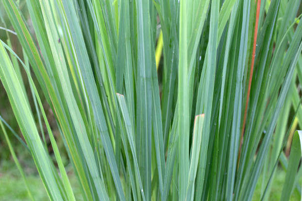 istock Lemongrass clump in the garden 1431190561