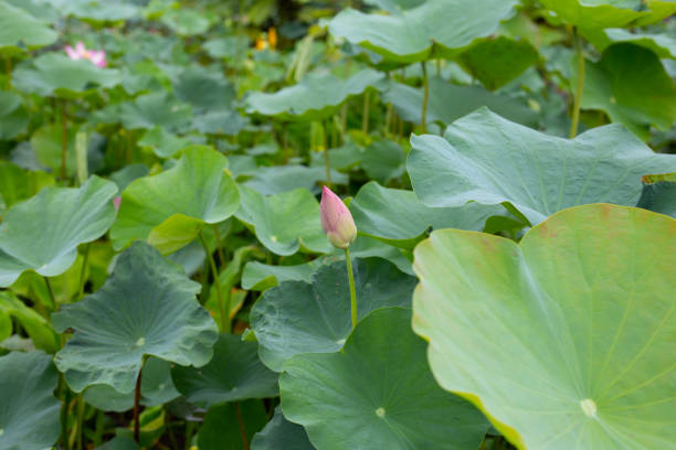 istock Lotus flower leaves in pond 1431191380