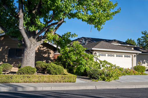 Santa Clara, CA, USA - September 25, 2022: Dangerous fallen tree branch in residential neighborhood.  Causes can include a storm, hot dry environment, or because the branch extends further than the trunk can support