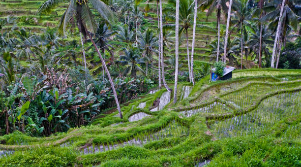 istock Terraced rice fields, Ubud, Bali, Indonesia 1431194992