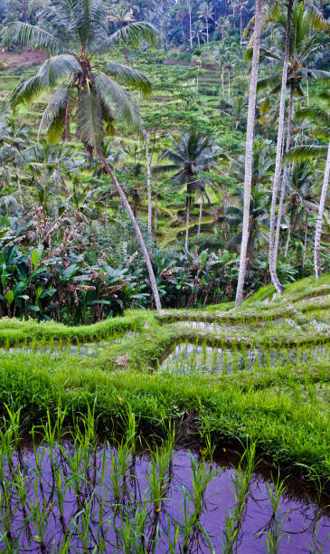 istock Terraced rice fields, Ubud, Bali, Indonesia 1431195530