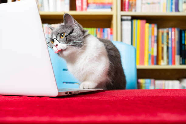istock cute british shorthair cat using laptop with books shelf on back 1431197316