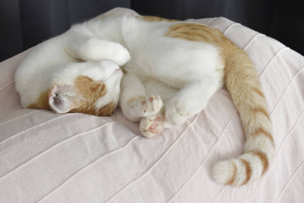 istock Ginger and white cat sleeping on a sofa at home. 1431199658