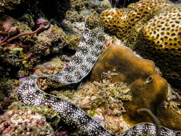 снежинка мурена - snowflake moray eel стоковые фото и изображения