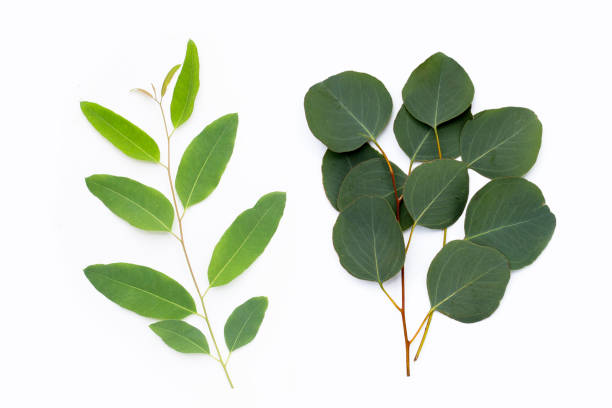istock Green leaves of eucalyptus on white 1431200507