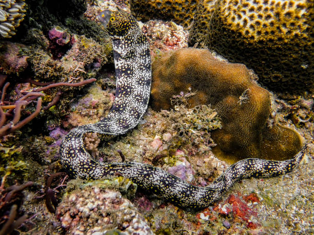 снежинка мурена - snowflake moray eel стоковые фото и изображения