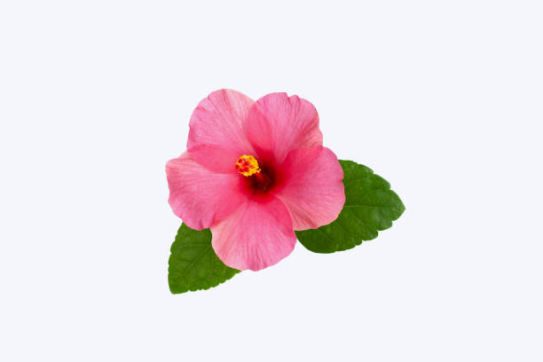 istock Hibiscus flower on white background. 1431200670