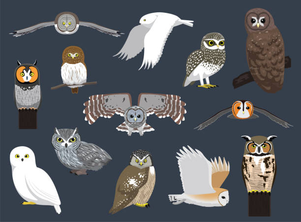 ilustraciones, imágenes clip art, dibujos animados e iconos de stock de varias especies de búhos lindo personaje de dibujos animados ilustración vectorial - mochuelo excavador