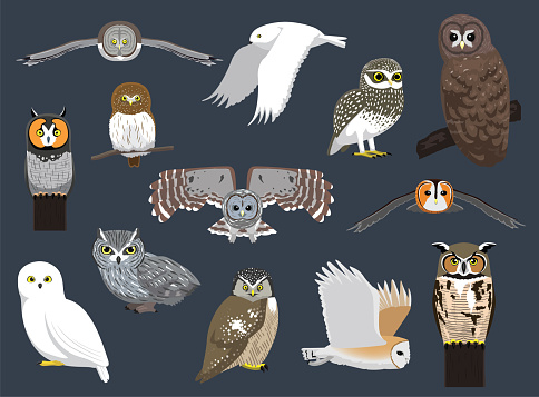 Various Owl Species Cute Cartoon Character Vector Illustration