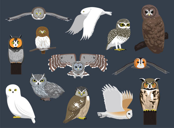 Various Owl Species Cute Cartoon Character Vector Illustration Animal Cartoon EPS10 File Format burrowing owl stock illustrations