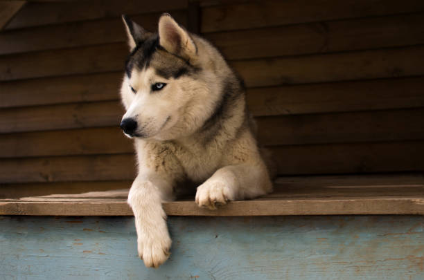 A black and white Siberian husky stands on a wooden surface