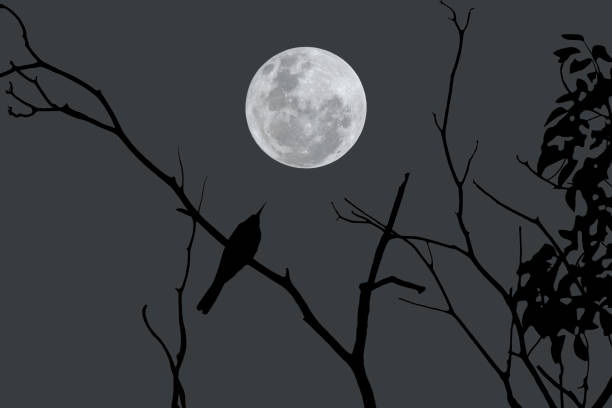 istock Full moon with bird silhouette on tree branch at night. 1431209419