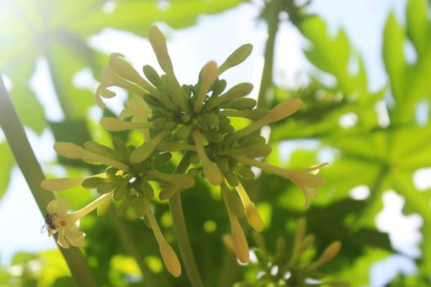 istock Papaya fruit plants with flowering conditions 1431209556