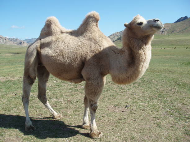 istock Bactrian camel in the quiet valley, Terelj region, Tuv, Mongolia. 1431210114