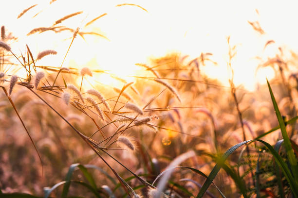 istock Fountain grass or Feather grass close up ,sunset sky evening 1431214998
