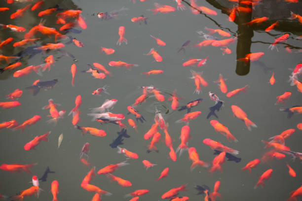 istock Goldfish swimming in the pond 1431221546