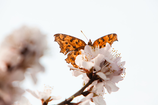 Spring flowers and butterflies