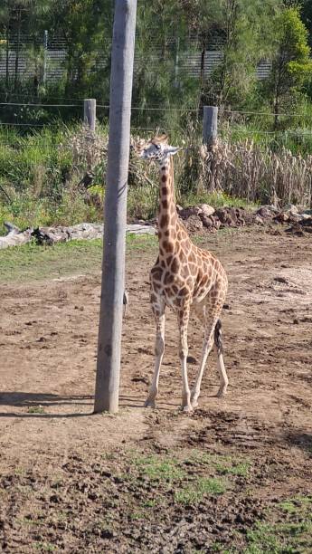 istock Sydney Zoo Animals 1431223142
