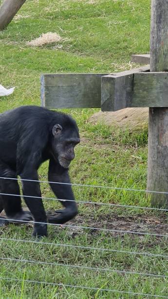 istock Sydney Zoo Animals 1431223174