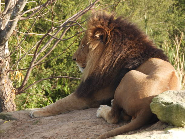 istock Sydney Zoo Animals 1431223226