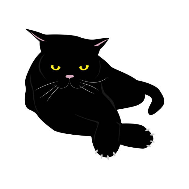 ilustrações de stock, clip art, desenhos animados e ícones de a black cat lies cross-legged - background cosy beauty close up