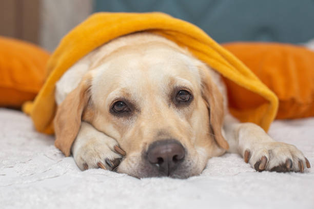 istock Cute Labrador retriever in a blanket on bed. Sad autumn. 1431228106