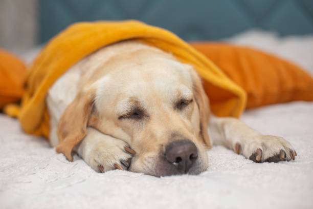 istock Cute Labrador retriever sleep in a blanket on bed. Sad autumn. 1431228109