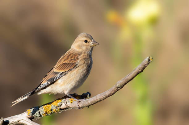 istock Common linnet, Linaria cannabina. A bird sits on a branch against a beautiful blurred background 1431234948
