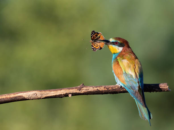 guêpier d’europe, merops apiaster. un oiseau est assis sur une branche et tient un papillon dans son bec - bee eater colorful bird beautiful bird animal photos et images de collection