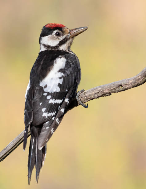 istock Great spotted woodpecker, Dendrocopos major. A young bird sits on a branch on a blurry background 1431235034