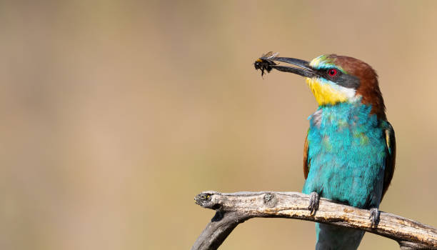 guêpier européen, merops apiaster. un oiseau est assis sur une belle vieille branche et tient une proie dans son bec - bee eater colorful bird beautiful bird animal photos et images de collection