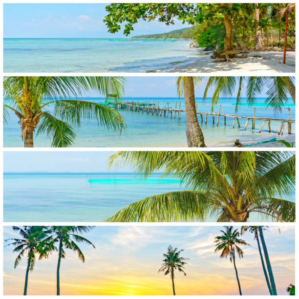 istock collage of images of beach with trees 1431237190
