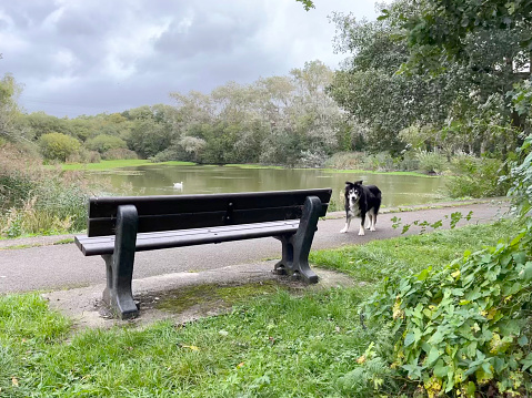 Bench and dog at the pond