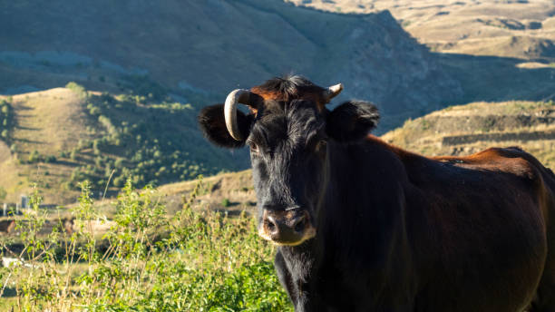 istock Black cow with horns looks in camera 1431249052