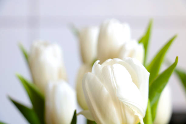 istock Soft focus. White flowering tulips in a vase. 1431249692