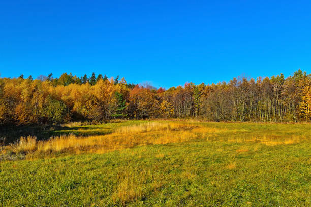 Autumn mood