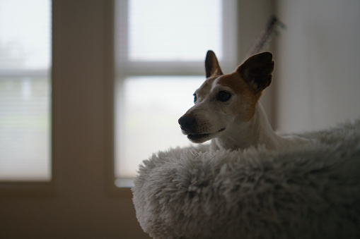 A Jack Russell Terrier alert with ears up while laying down in pet bed