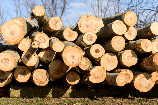 Logs on the Meadow in Winter