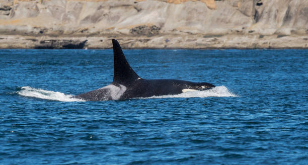 istock Beautiful Orcas Island pictures 1431253389