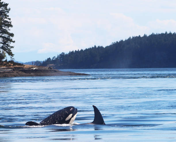 istock Beautiful Orcas Island pictures 1431254256