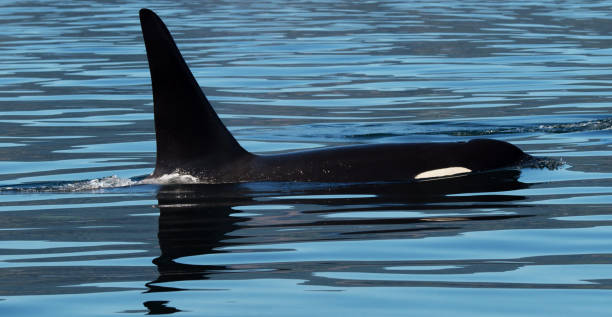 istock Beautiful Orcas Island pictures 1431254307