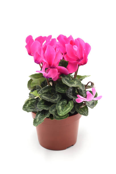 istock Cyclamen flower on white isolated background 1431254974