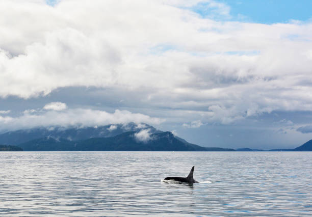 istock Beautiful Orcas Island pictures 1431255025