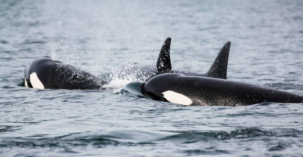 istock Beautiful Orcas Island pictures 1431255188