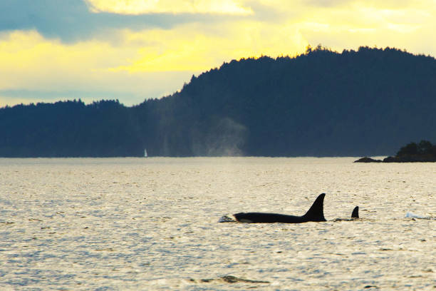 istock Beautiful Orcas Island pictures 1431255225