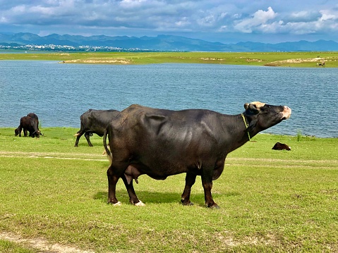Big black buffalo feeding on green grass near lake water along with herd of animals
