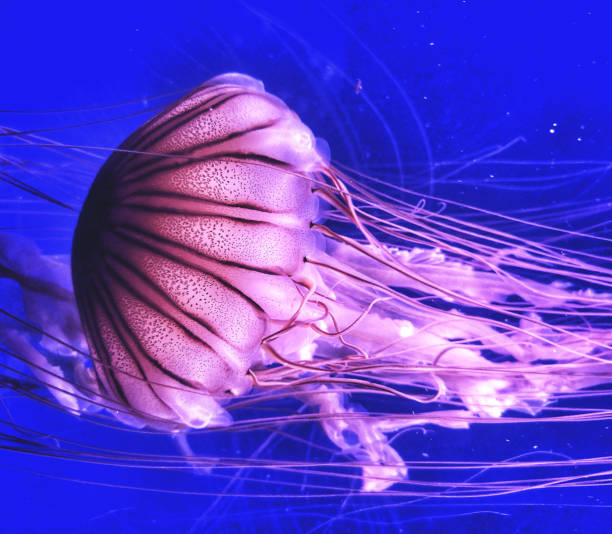 istock Beautiful Spain underwater pictures 1431258825