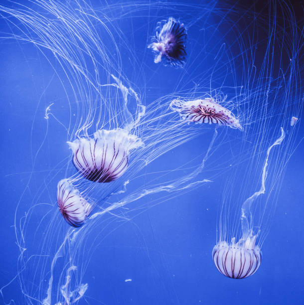 istock Beautiful Spain underwater pictures 1431258868
